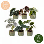6× Bébé Alocasia Famille (oreille d’éléphant) incl. Linnea Olive – Ø6 cm, 12 cm de haut