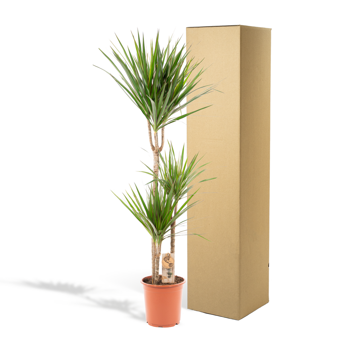 Dracaena marginata (Drachenbaum) – Ø 21 cm, 110 cm hoch