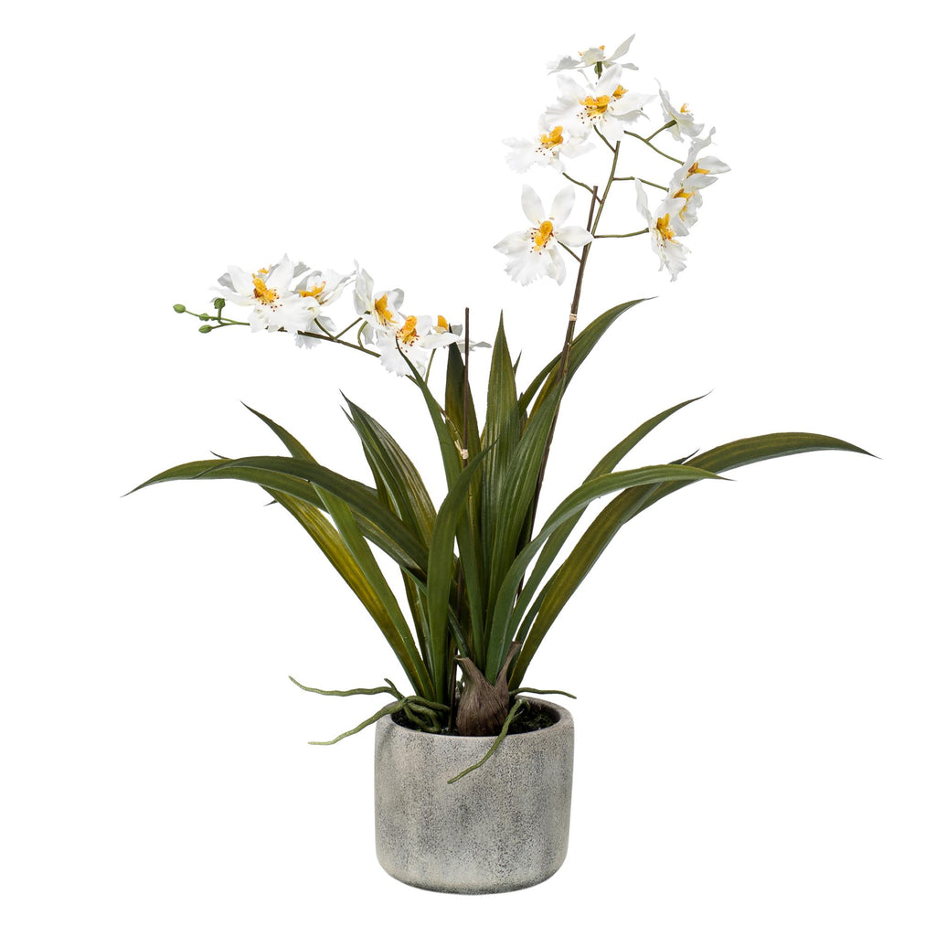 Orkidé (Phalaenopsis) – Ø14 cm, 45 cm hög – bild 5