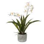 Orkidé (Phalaenopsis) – Ø14 cm, 45 cm hög