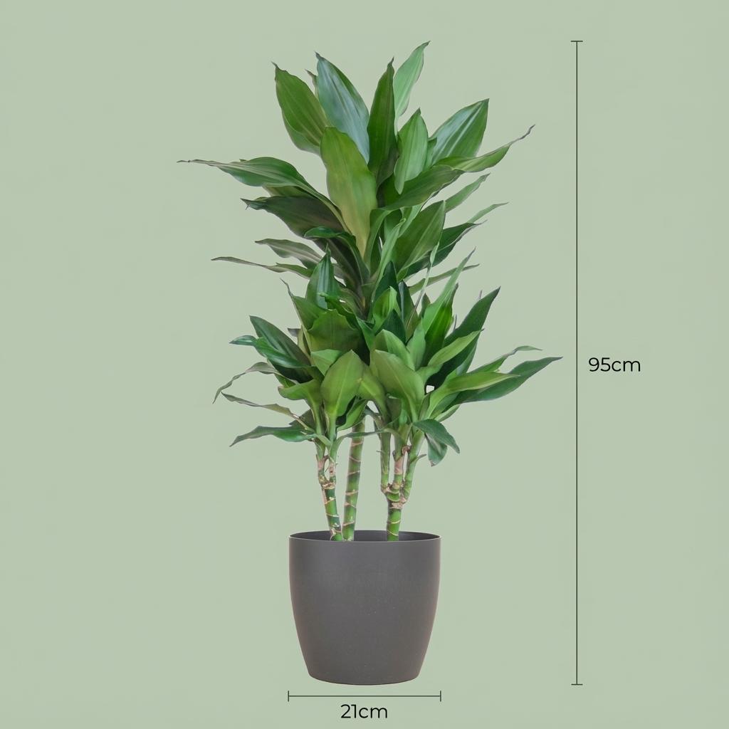 Dracaena Janet Lindt (drakträd) i grå Potter-lterkruka – Ø21 cm, 95 cm hög