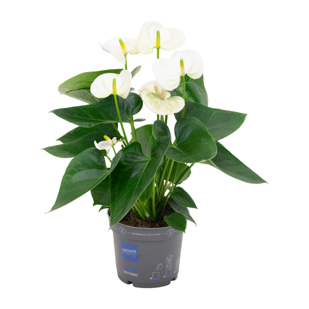 Anthurium White (flamingoplant) – Ø12 cm, 43 cm hoog