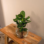Clusia in Kingston glas – Ø12 cm, 30 cm hoog