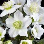Helleborus 'Christmas Carol' (witte bloem) – 4 planten, Ø11 cm, 25 cm hoog