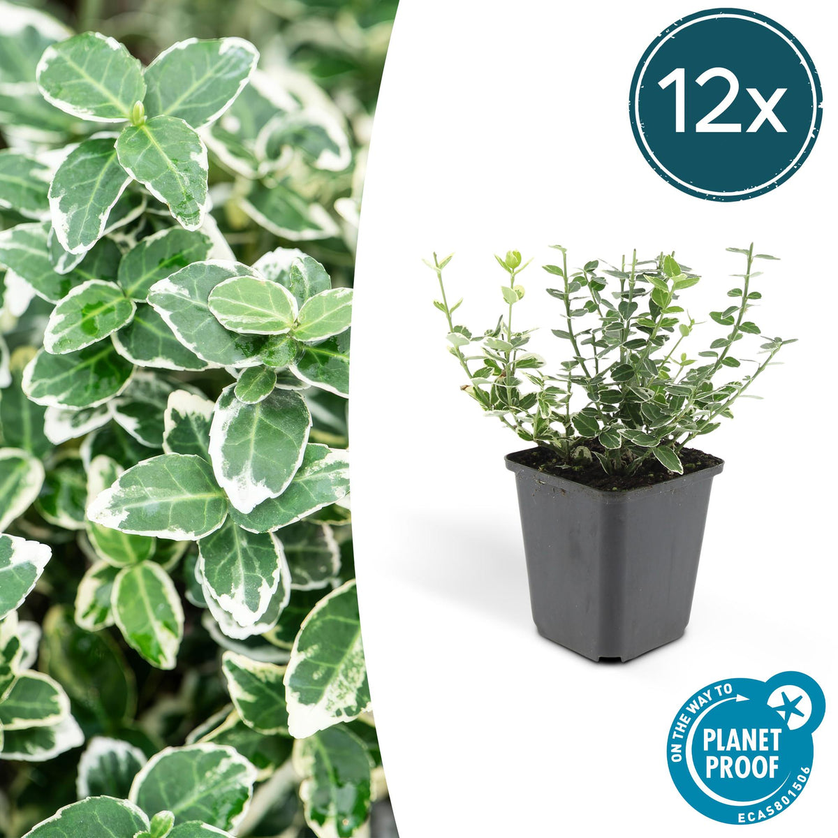 Euonymus fort. 'Emerald Gaiety' (spindle bush) – 12 plants, Ø9 cm, 10–25 cm high