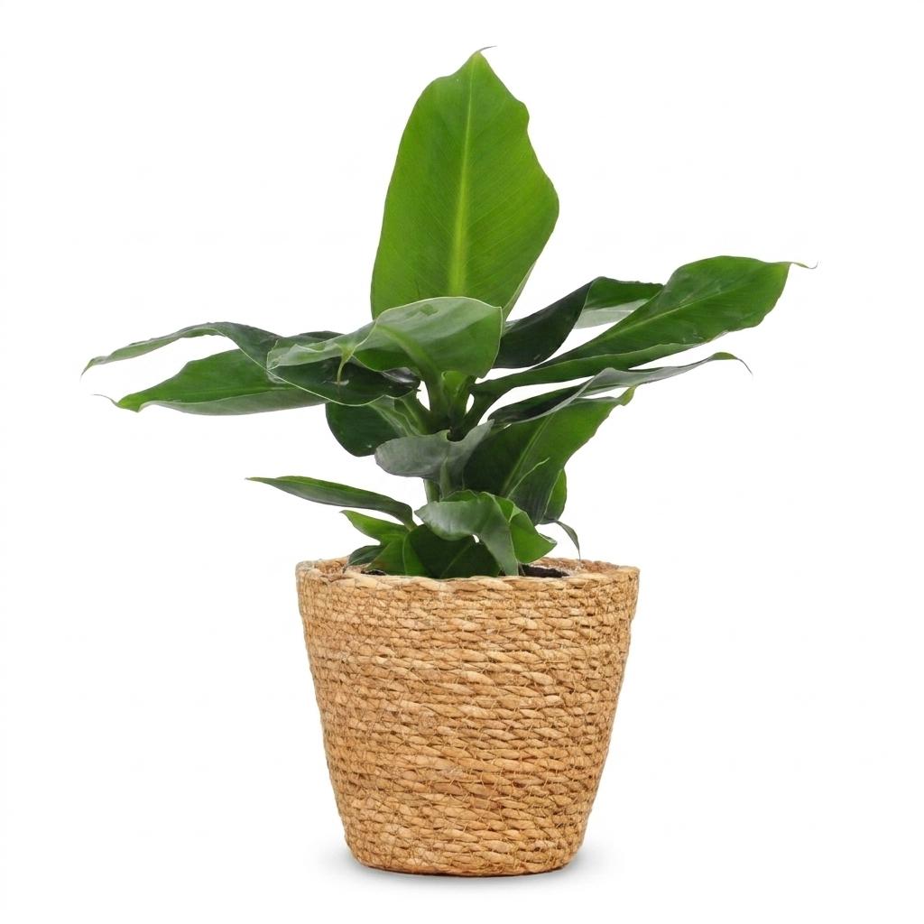 Musa Oriental Dwarf (bananier) avec panier – Ø12 cm, 30 cm de haut – photo 2