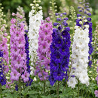Delphinium 'Tricolour' (Sch intentionssporn) – violett-rosa-weiß – 12 Pflanzen, Ø11 cm, 15–25 cm hoch
