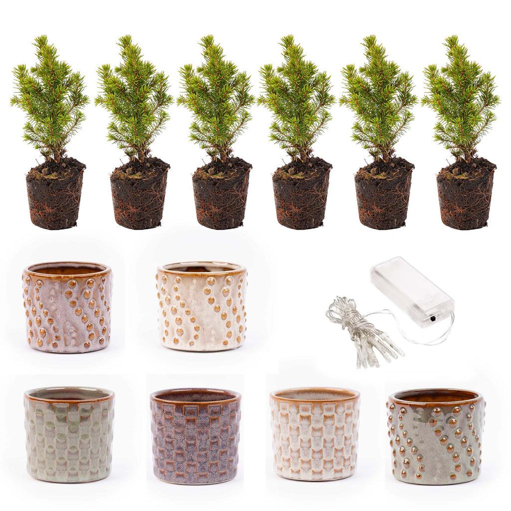 Mini-kerstboompjes in pot set madrid – Ø7 cm – led lights