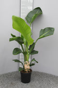 Strelitzia nicolai P17 2pp (hvid paradisfugl) – Ø17 cm, 70 cm høj