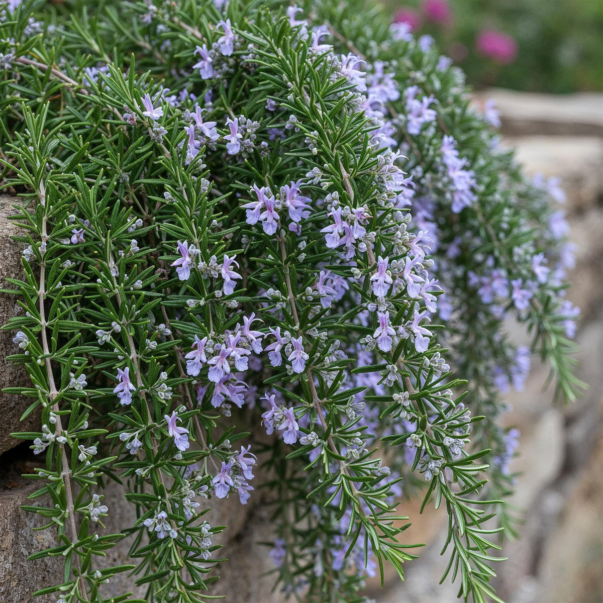 Rosemary (Salvia rosmarinus) standard – Ø19 cm, 70–90 cm high – photo 4