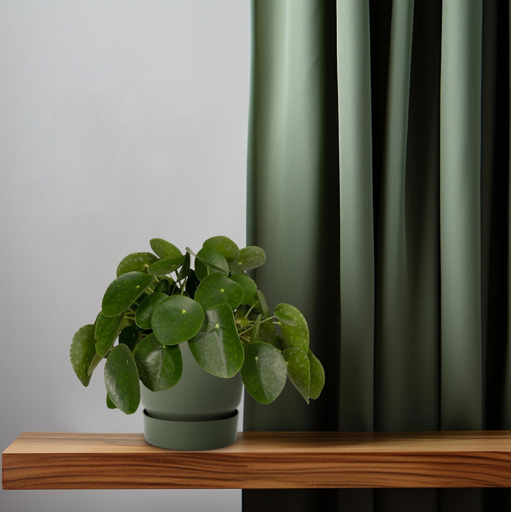 Pilea Peperomiodes – Ø15 cm, 25 cm hoog