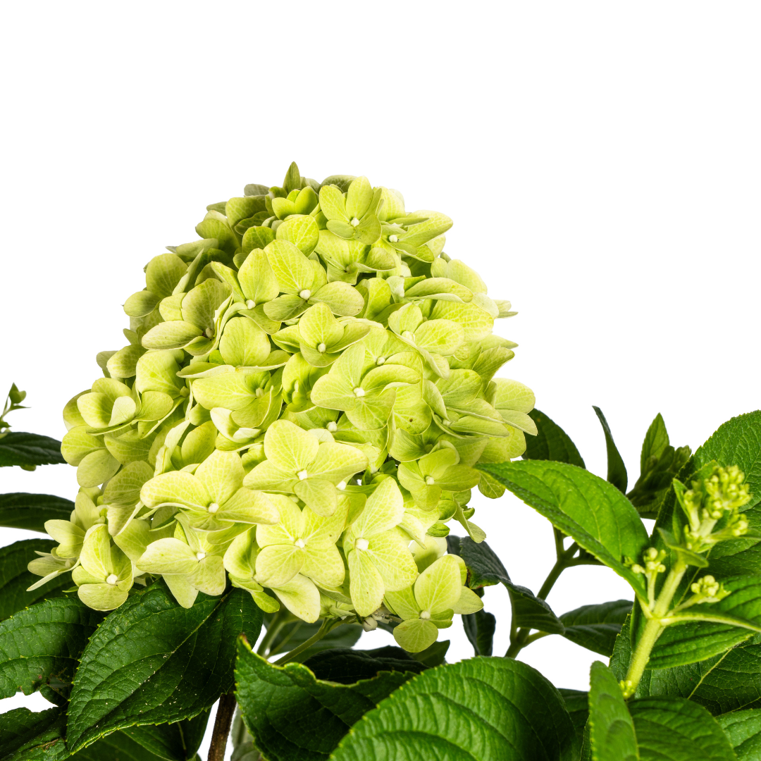 Hydrangea paniculata 'Limelight' (hortensia) – Ø19 cm, 40–60 cm hoog