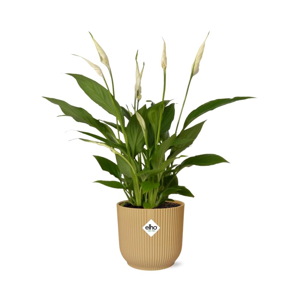 Spathiphyllum 12 Cm Torelli in ELHO Vibes Fold 14cm geel (lepelplant) – 45 cm hoog – foto 2