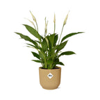 Spathiphyllum 12 Cm Torelli in ELHO Vibes Fold 14cm geel (lepelplant) – 45 cm hoog