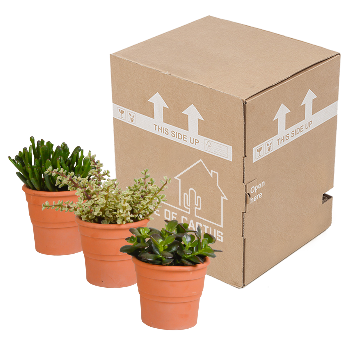 Mélange de Crassula (plante jade) en pot en terre cuite – Ø 11 cm, 21 cm de haut – photo 3