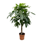 Pachira aquatica (geldboom) – Ø27 cm, 160 cm hoog