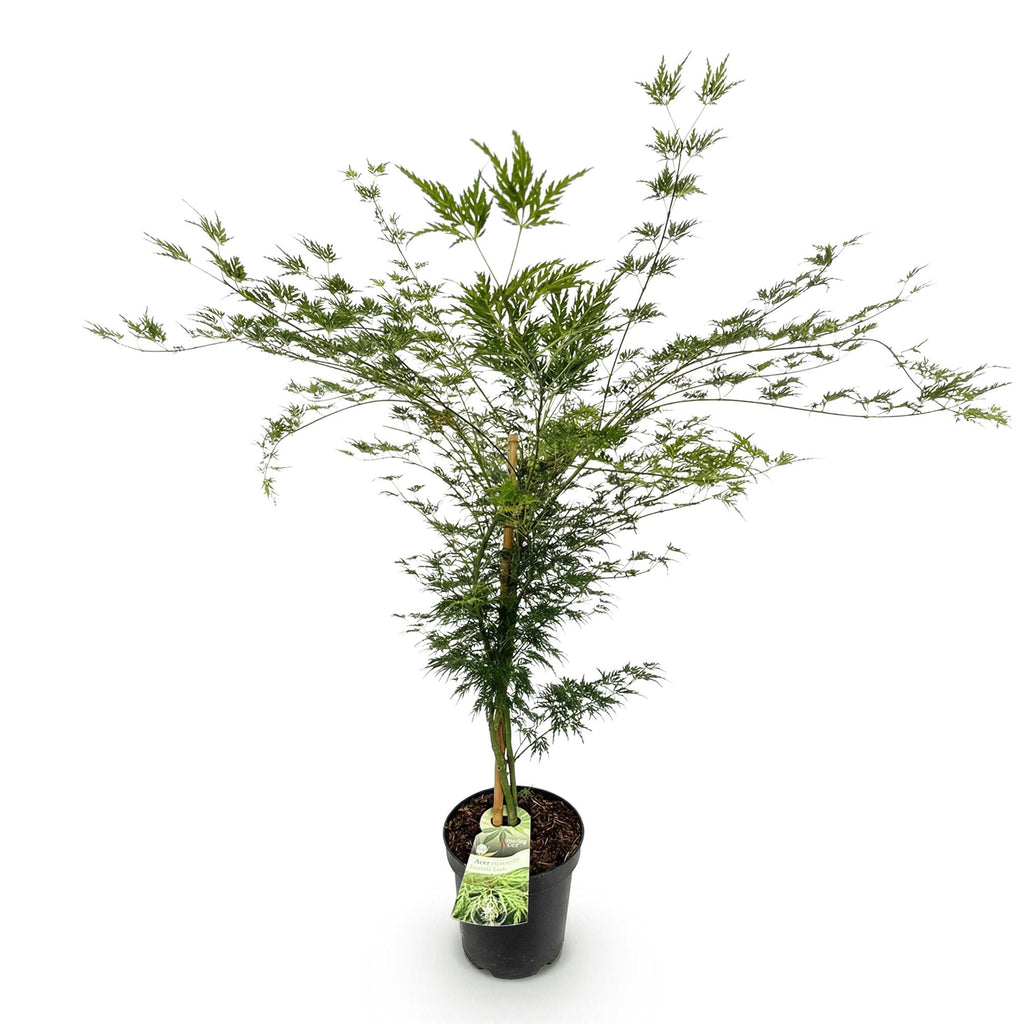Acer palmatum 'Emerald Lace' (Japanse esdoorn) – Ø26 cm, 90 cm hoog – foto 2