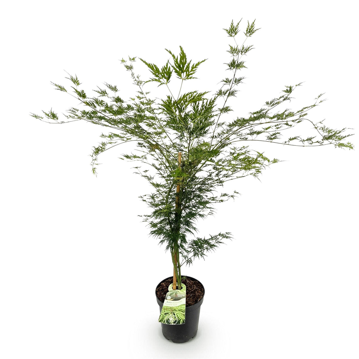 Acer palmatum 'Emerald Lace' (Japanse esdoorn) – Ø26 cm, 90 cm hoog
