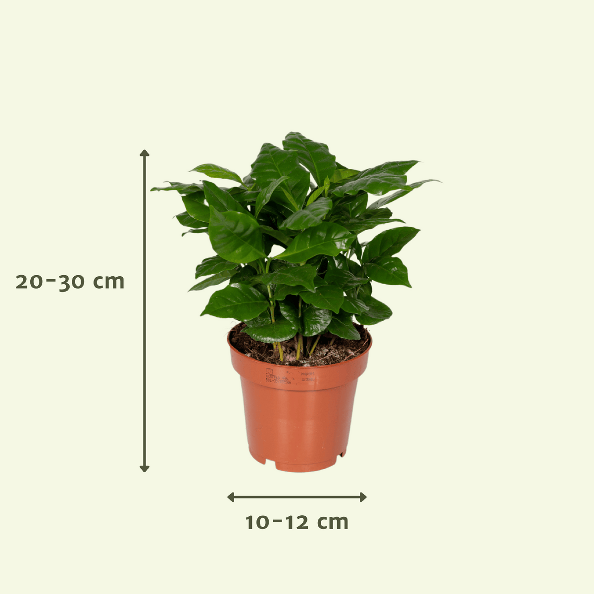 Überraschungsbox Zimmerpflanzen – Ø 12 cm, 25 cm hoch
