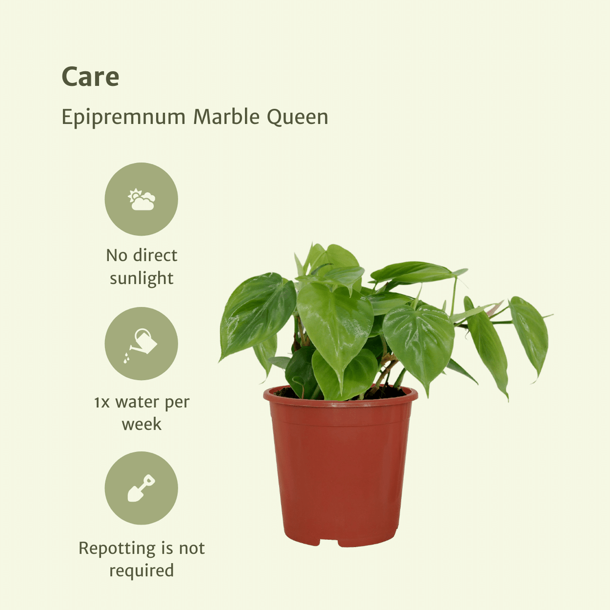 2× Philodendron scandens – Ø12 cm, 15 cm hoch
