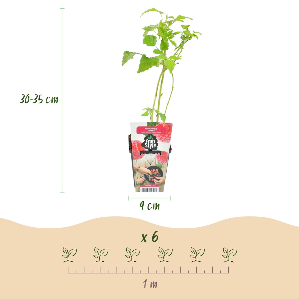 Rubus idaeus 'Ottawa' (framboos) – 6 planten, Ø9 cm, 35 cm hoog – foto 3