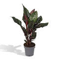 Calathea Ornata – Ø14 cm, 50 cm høj