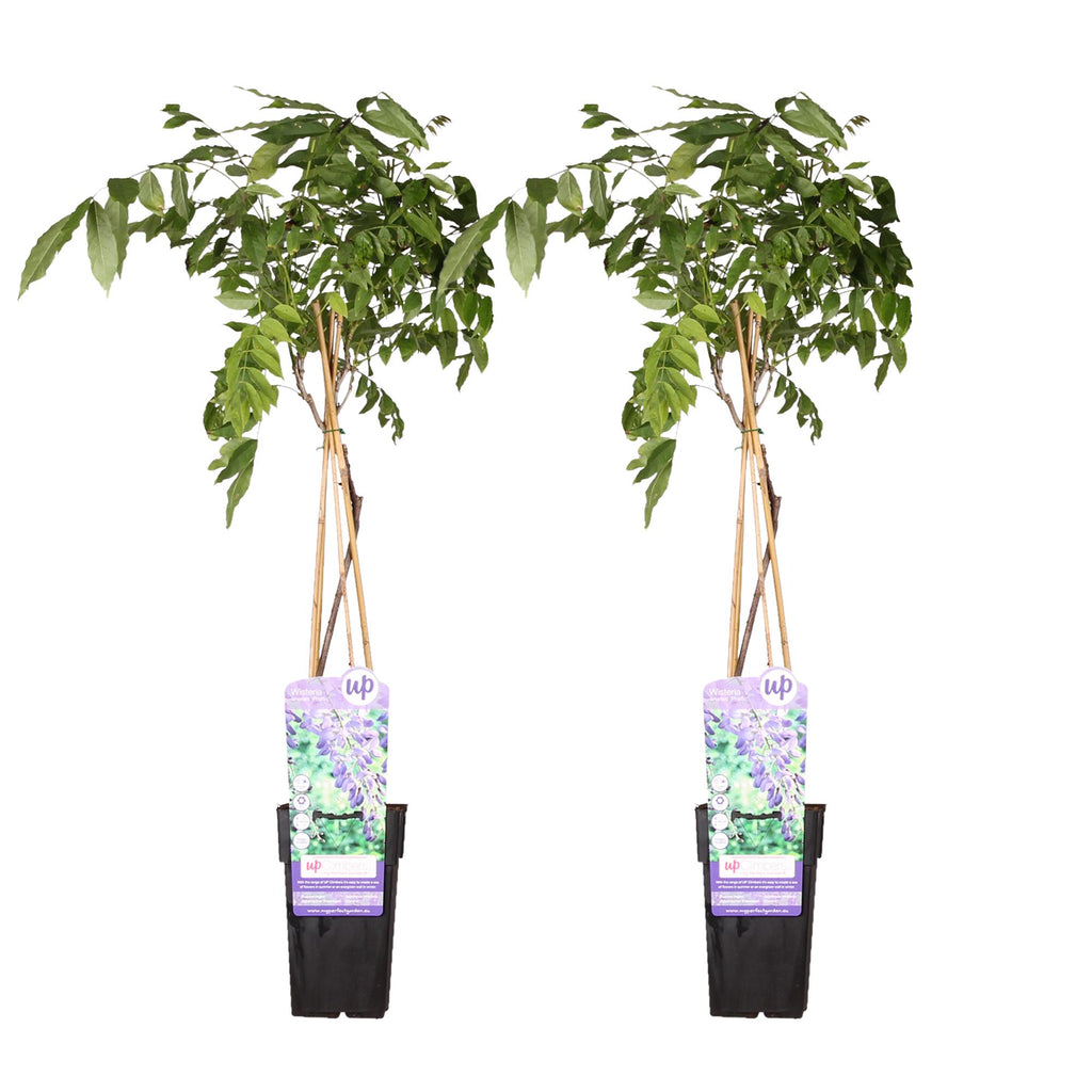 Wisteria sinensis 'Prolific' (Chinese wisteria) – 2 plants, Ø15 cm, 65 cm high