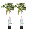 Wisteria sinensis 'Prolific' (Chinese wisteria) – 2 plants, Ø15 cm, 65 cm high