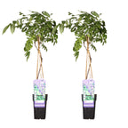 Wisteria sinensis 'Prolific' (Chinese wisteria) – 2 plants, Ø15 cm, 65 cm high