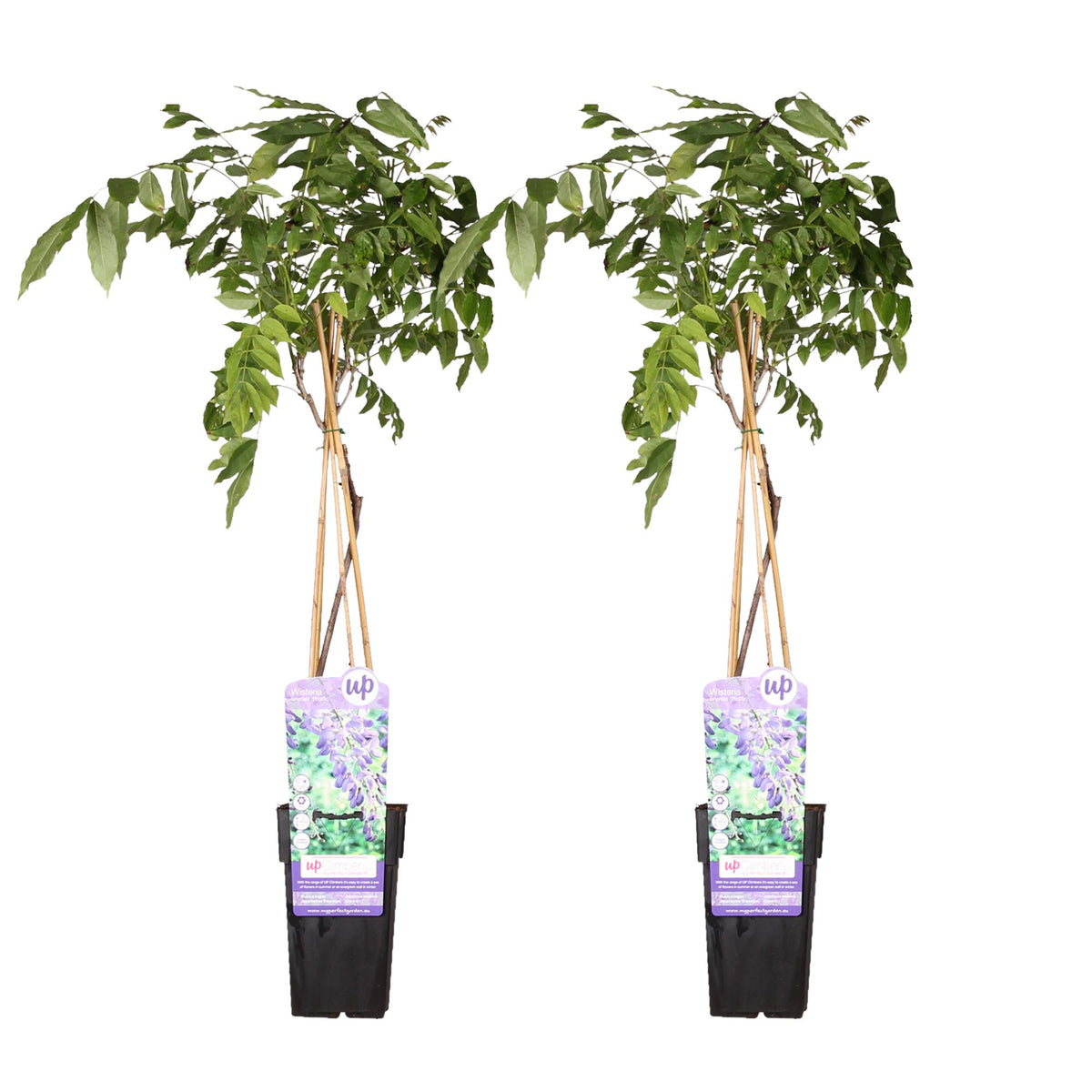 Wisteria sinensis 'Prolific' (Chinese wisteria) – 2 plants, Ø15 cm, 65 cm high