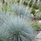 Festuca glauca (blågræs) – 6 planter, Ø11 cm, 15–25 cm høje