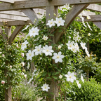 Clematis 'Jackmanii Huldine' (grimpette) – blanc – 4 plantes, Ø9 cm, 35 cm de haut