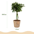Schefflera Nora (fingerbølme) med kurv – Ø21 cm, 70–82 cm høj