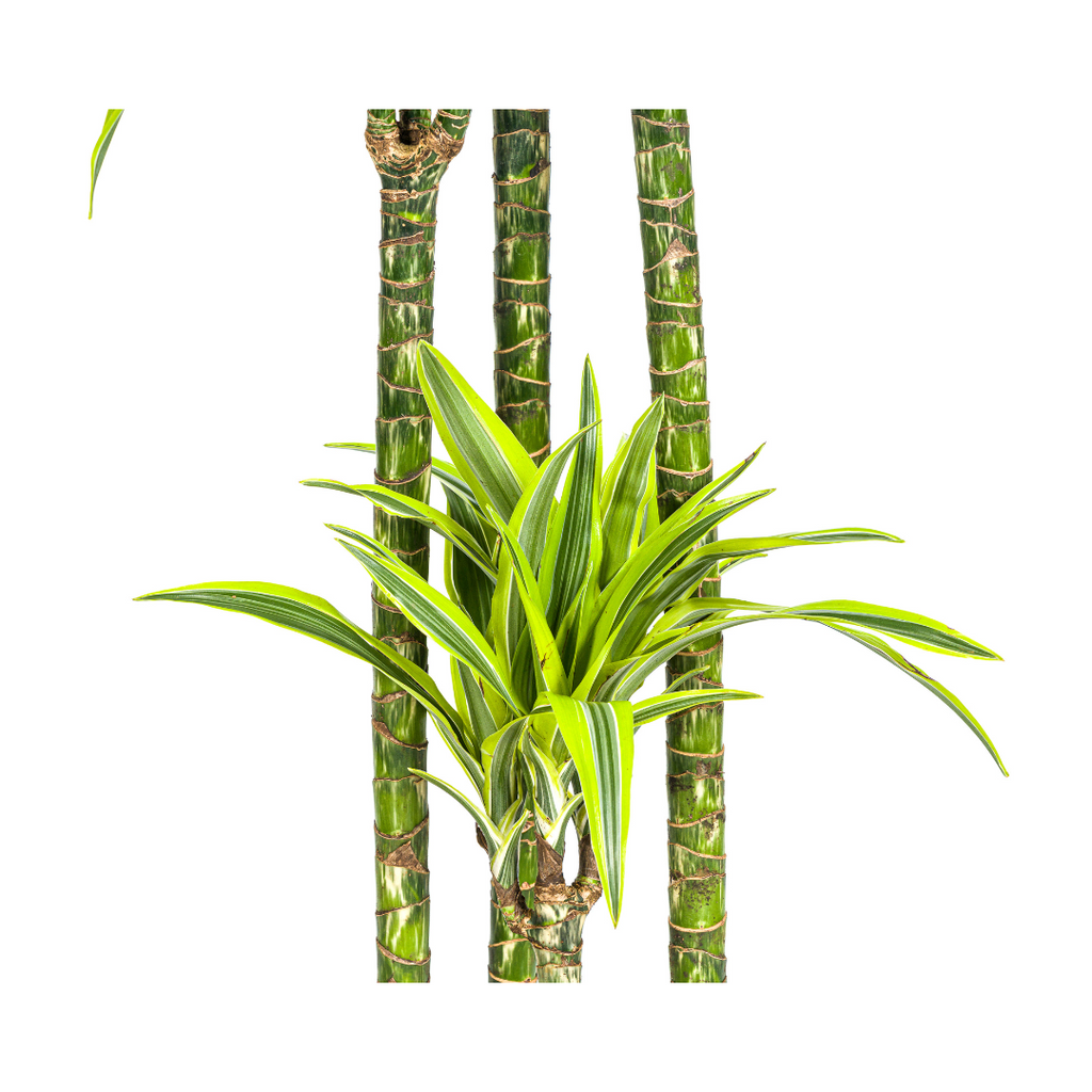 Dracaena Deremensis Lemon Lime (drakenboom) – Ø27 cm, 170–190 cm hoog