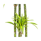 Dracaena Deremensis Lemon Lime (drakenboom) – Ø27 cm, 170–190 cm hoog