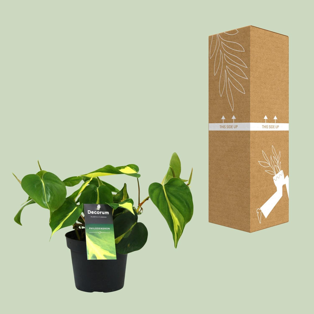 Philodendron Brasil Scandens – Ø 12 cm, 20 cm hoch