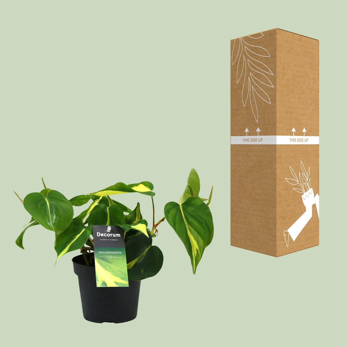 Philodendron Brasil Scandens – Ø 12 cm, 20 cm hoch