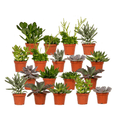 Vetplanten – Ø8 cm, 10 cm hoog