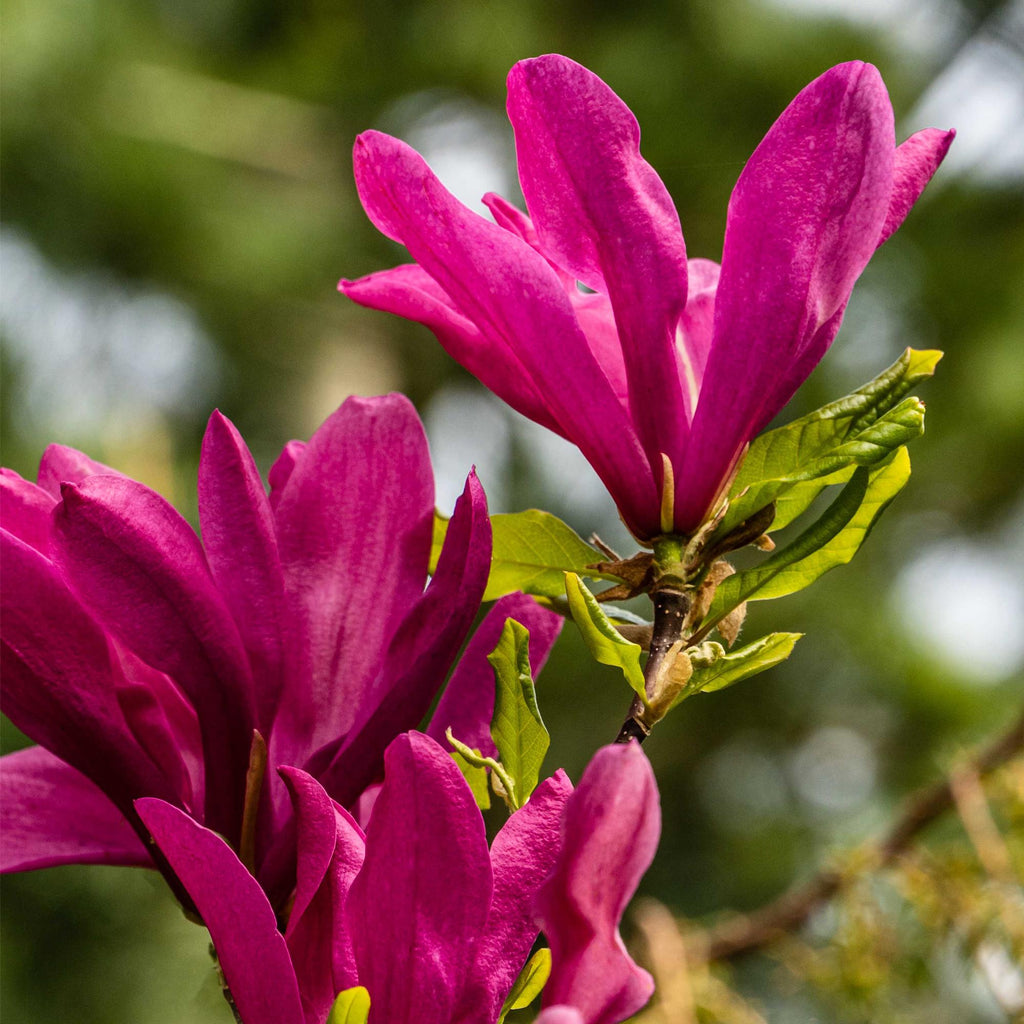Magnolie 'Susan' (dunkelrosa Blüten) – Ø 17 cm, 45 cm hoch – Bild 5