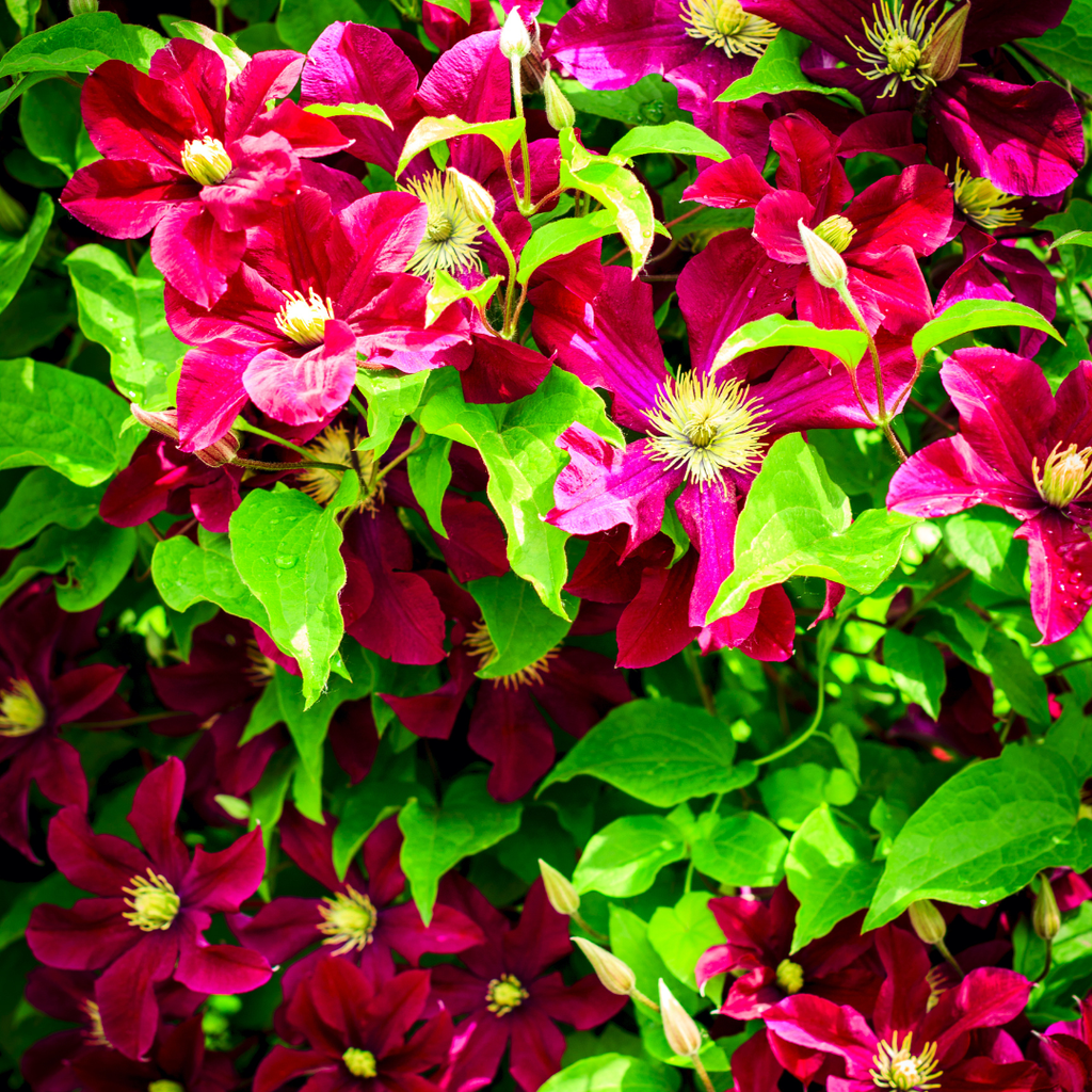 Clematis 'Rouge Cardinal' (grimpette) – 3 plantes – photo 4