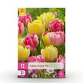 Mélange de tulipes 'Foxtrot' – 12 bulbes (calibre 11/12)