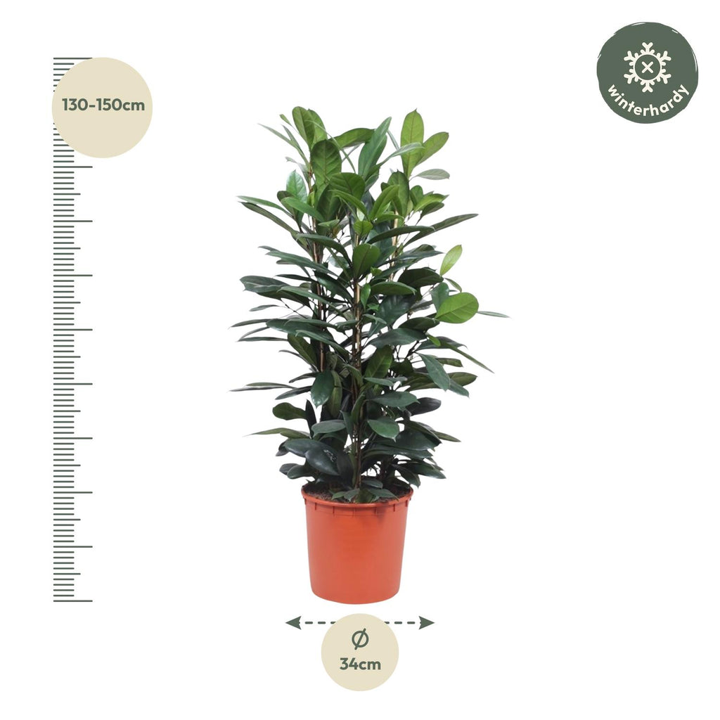Ficus Cyathistipula Strauch – Ø 34 cm, 140 cm hoch