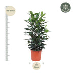 Ficus Cyathistipula Strauch – Ø 34 cm, 140 cm hoch