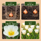Tulpe 'Triumph White' – 15 Blumenzwiebeln (Zwiebelgröße 11/12)