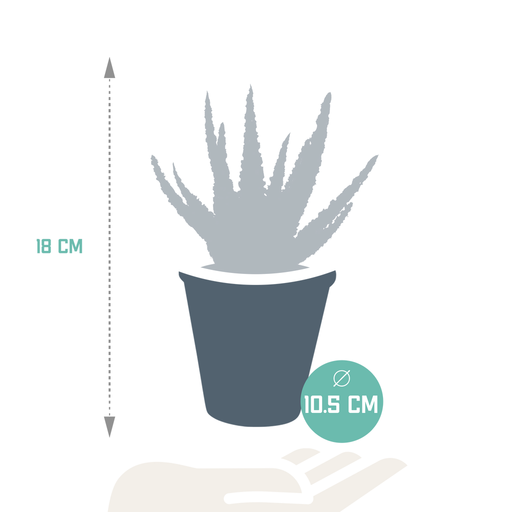 Aloe zebrina Dannyz (aloe) uden urtepotte – Ø11 cm, 23 cm høj