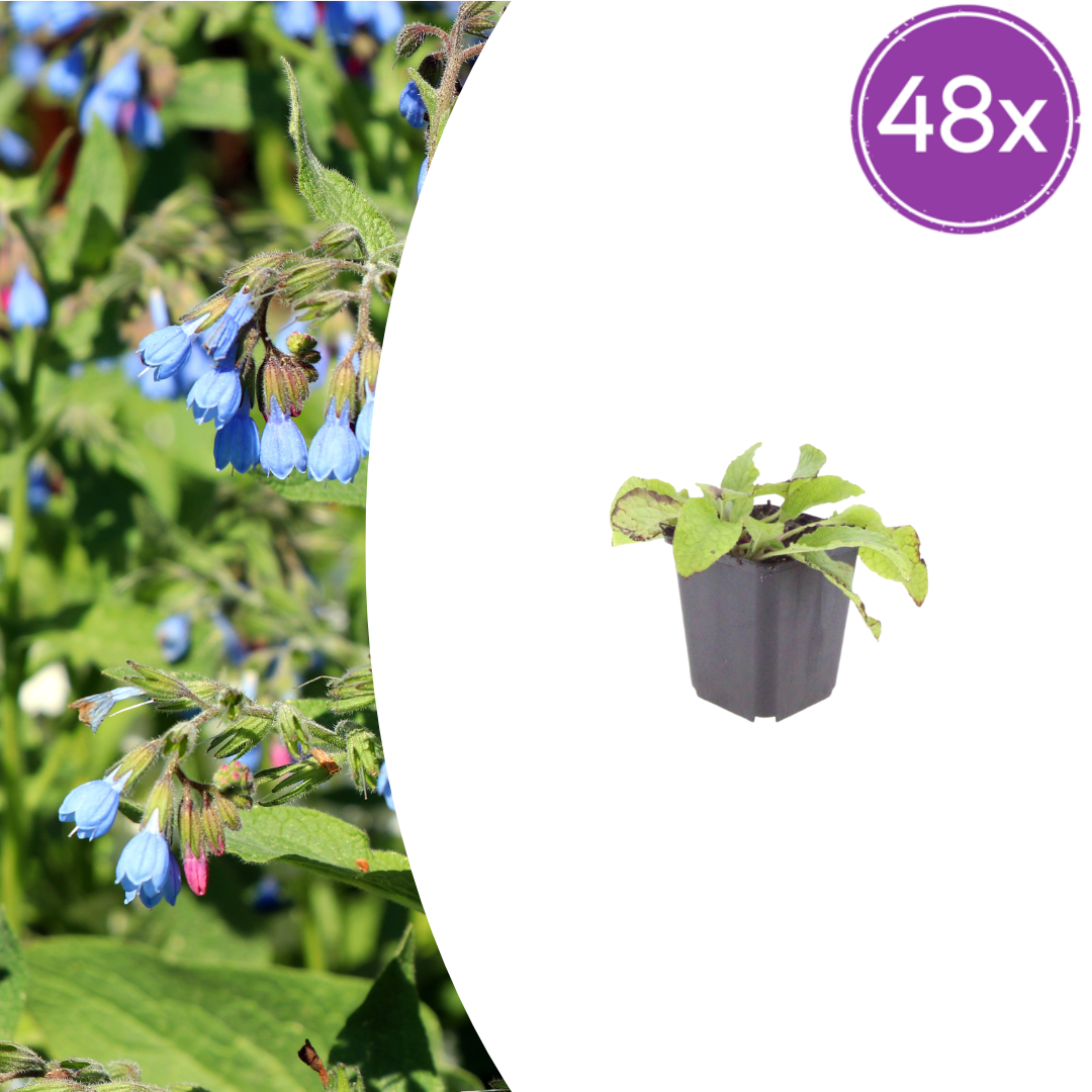 Symphytum grand. 'Wisley Blue' (grande consoude) – 48 plants, Ø9 cm, 10–25 cm de haut