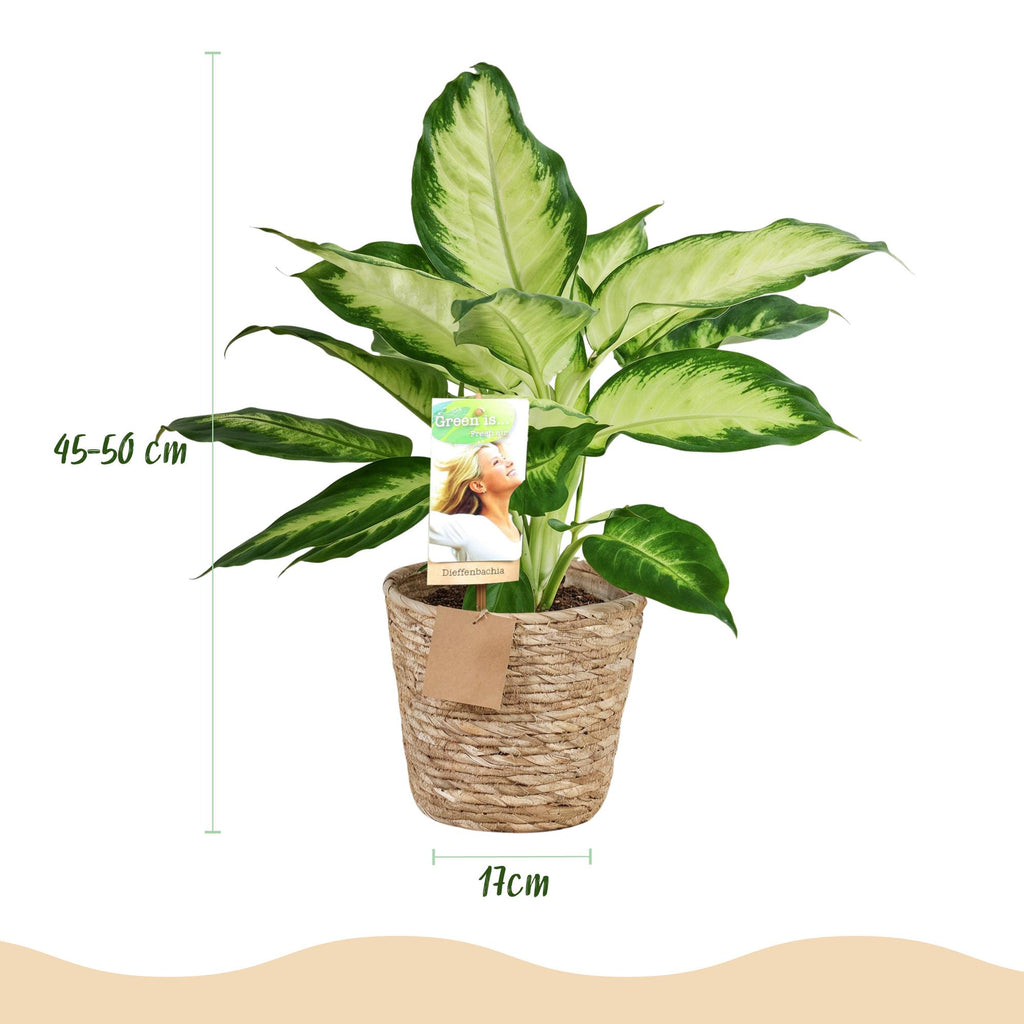 Dieffenbachia met mand – Ø17 cm, 45–50 cm hoog
