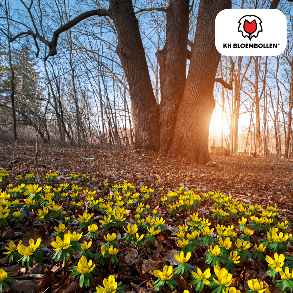 Winterakonit – 30 Blumenzwiebeln