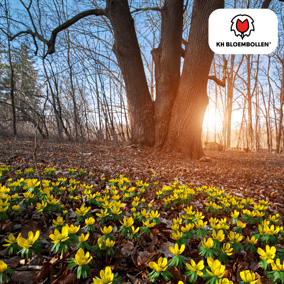 Winterakonit – 30 Blumenzwiebeln