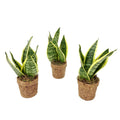 2× Sansevieria Yellow (Bogenhanf) in einem Kokosnuss-Topf – Ø13 cm, 30 cm hoch